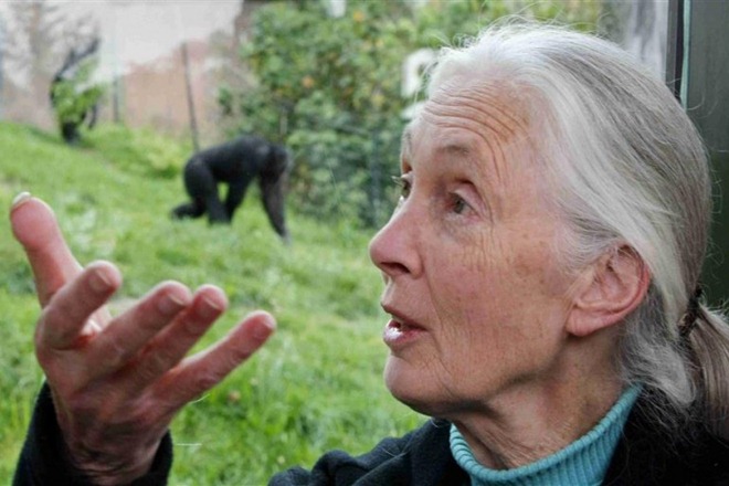 jane goodall institute, jane goodall movie, google doodle, google doodle jane goodall, earth, earth day, earth day 2018, earth day poster, earth day slogans, earth day images, earth day 2018 theme, earth day 2018 slogan jane goodall institute, jane goodall movie, google doodle, google doodle jane goodall, earth, earth day, earth day 2018, earth day poster, earth day slogans, earth day images, earth day 2018 theme, earth day 2018 slogan