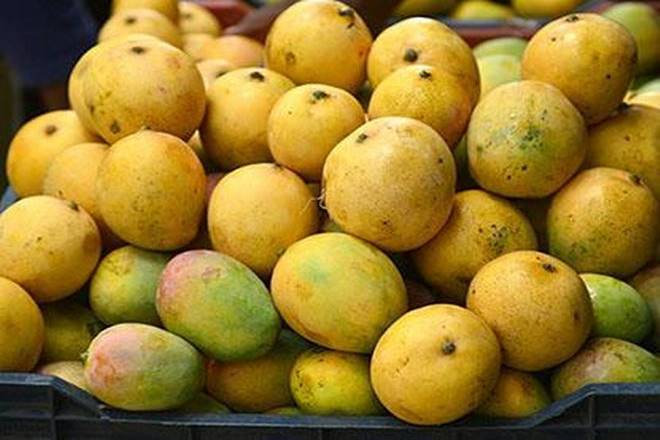 Alphonso mangoes, summers in India, mangoes in summer, mango health benefits