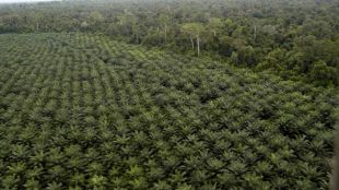 Cloud technology, Palm trees, German firm, ERP, SAP Cloud Platform,German enterprise, palm oil producer