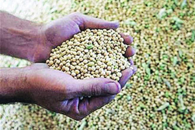 oilmeal, india, vietnam, import, export oilmeal, india, vietnam, import, export