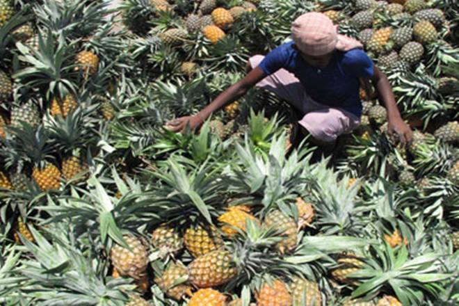 Biplab Deb, Tripura government, pineapple production, pineapple production in tripura, APEDA, queen pineapple, Jumerdhepa, Sipahijala district Biplab Deb, Tripura government, pineapple production, pineapple production in tripura, APEDA, queen pineapple, Jumerdhepa, Sipahijala district