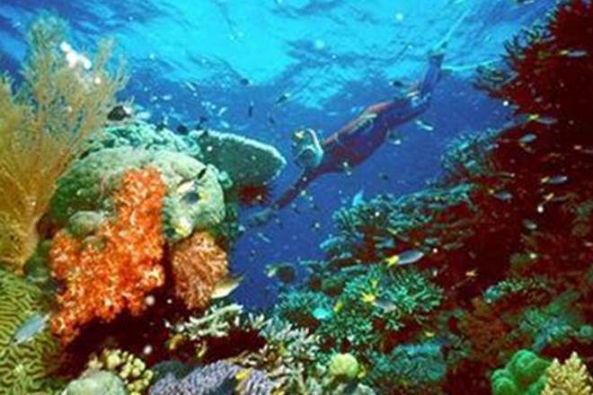 Australia, Sydney, Great Barrier Reef, World Heritage, coral reef, climate change Australia, Sydney, Great Barrier Reef, World Heritage, coral reef, climate change