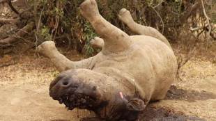 Javan rhino, rhino, Indonesia, critically endangered animals, extinct animals, male rhino, last male rhino