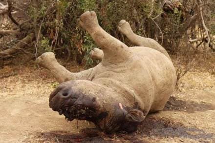 Javan rhino, rhino, Indonesia, critically endangered animals, extinct animals, male rhino, last male rhino