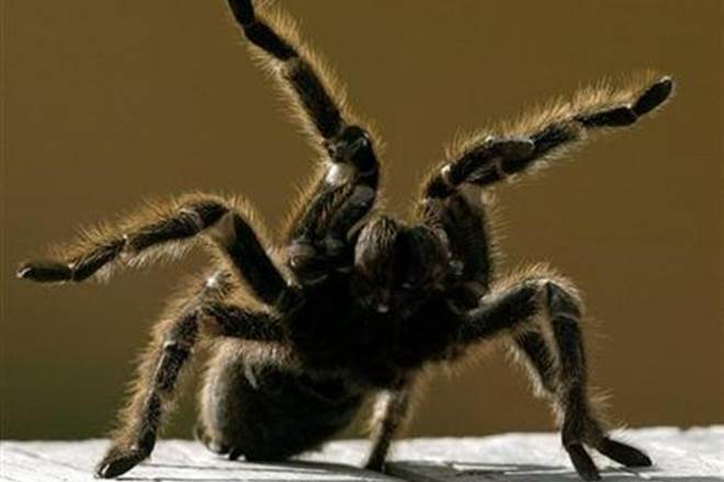 Spiders Invention World’s oldest spider discovered in Australia - Science News | The ...