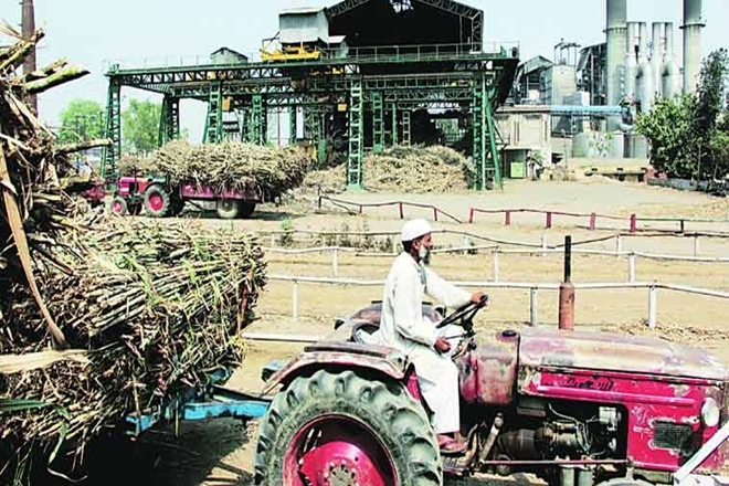 sugar, sugar mill, sugar cane, liquor, alcohol, liquor price in up, molasses, distillery, 