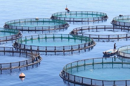 Artificial intelligence (AI) system may help remotely to manage aqua farms (Image: mordernfarmer.com)