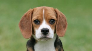 This Harvard startup is helping dogs get younger with its ‘Age Reversing’ gene therapy; Humans next?