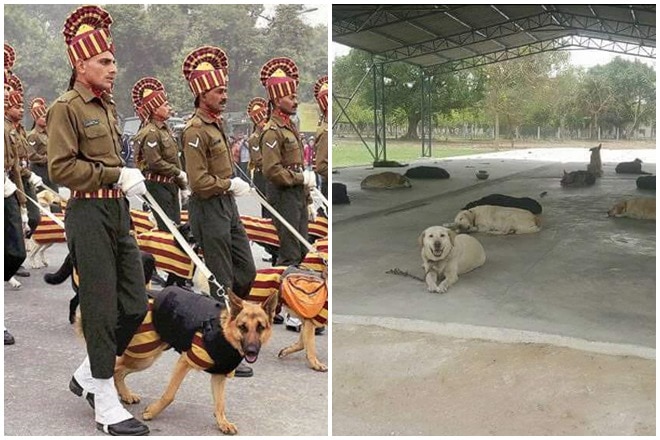 The dogs of the Indian Army work till the age of 8 or 9. Thereafter the dogs of the Indian Army are given an honourable retirement.