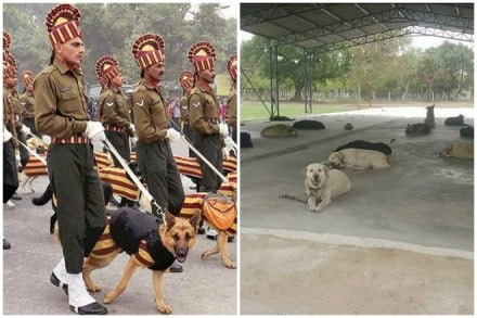 The dogs of the Indian Army work till the age of 8 or 9. Thereafter the dogs of the Indian Army are given an honourable retirement. The dogs of the Indian Army work till the age of 8 or 9. Thereafter the dogs of the Indian Army are given an honourable retirement.
