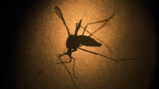 chikungunya virus, arthritis pain, virus, Mxra8 protein