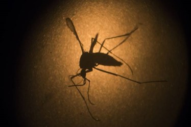 chikungunya virus, arthritis pain, virus, Mxra8 protein 
