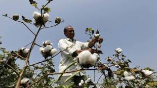 Cotton prices, cotton demand, Cotton Corporation of India, Cotton Association of India, cotton crop