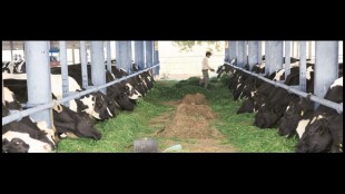 iOrganics has a herd size of 350 cows on a 100-acre farm in Sonipat, Haryana.