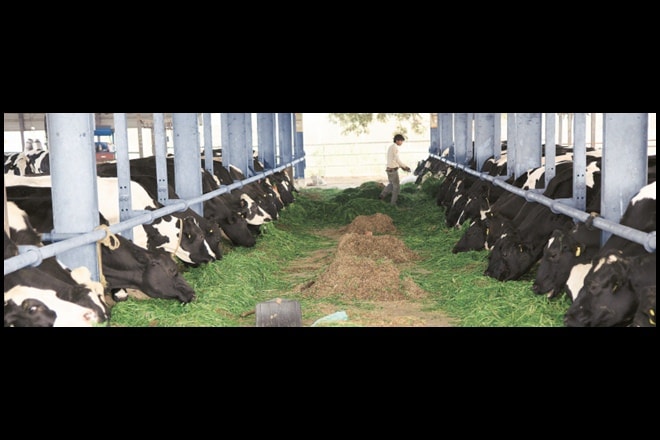 iOrganics has a herd size of 350 cows on a 100-acre farm in Sonipat, Haryana.
