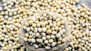 soyabean meal, soyabean export, kharif, soymeal export 