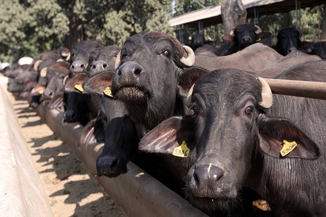 beef ban, buffalo slaughter, Maharashtra, beef ban in Maharashtra, beef in Maharashtra, animal slaughter, beef consumption, buffalo meat beef ban, buffalo slaughter, Maharashtra, beef ban in Maharashtra, beef in Maharashtra, animal slaughter, beef consumption, buffalo meat