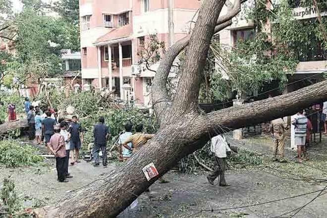  trees uprooted, rain, strong winds,Hyderabad