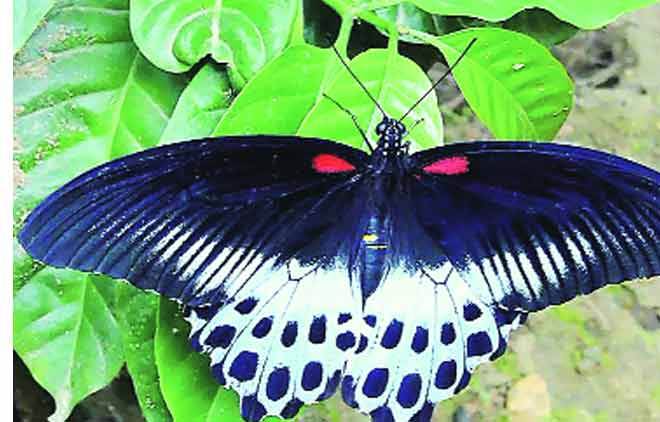 butterfly wings, eye implants, glaucoma patients