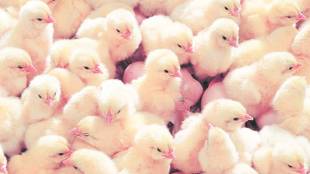 Meat of dead chicken, dead animals, New Town,  Mamata Banerjee, West Bengal government, North 24 Parganas district, bihar