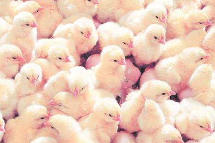 Meat of dead chicken, dead animals, New Town,  Mamata Banerjee, West Bengal government, North 24 Parganas district, bihar