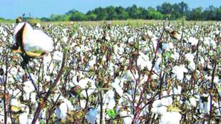 cotton, gm cotton