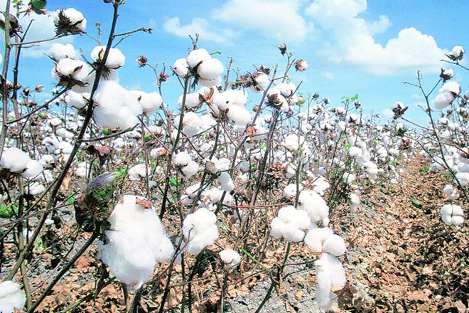 Cotton production, Cotton, cotton bales, commodities, markets