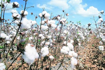 Cotton production, Cotton, cotton bales, commodities, markets