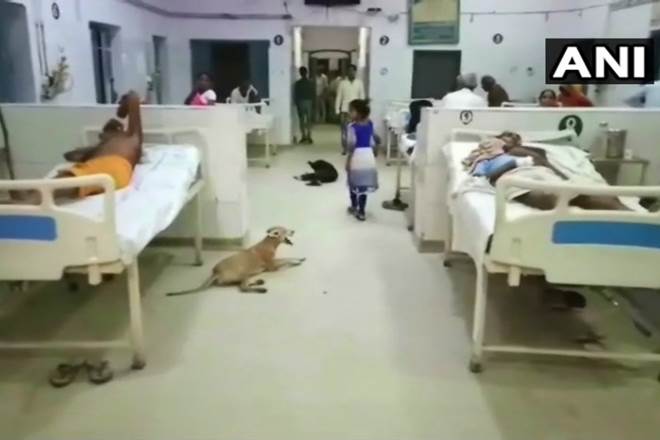 Dogs seen in wards of Hardoi's district hospital in Uttar Pradesh. (twitter.com/ANI)
Dogs seen in wards of Hardoi's district hospital in Uttar Pradesh. (twitter.com/ANI)
