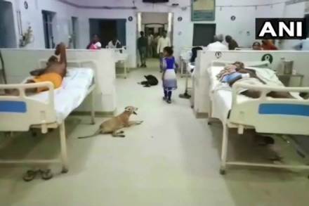 Dogs seen in wards of Hardoi's district hospital in Uttar Pradesh. (twitter.com/ANI)
Dogs seen in wards of Hardoi's district hospital in Uttar Pradesh. (twitter.com/ANI)