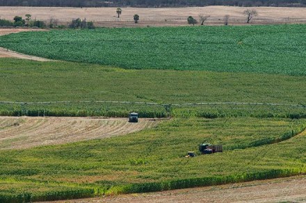 Gujarat farmer, muskmelon, potato, Banaskantha, Gujarat, Khetaji Solanki, harvesting, potato farming, india Gujarat farmer, muskmelon, potato, Banaskantha, Gujarat, Khetaji Solanki, harvesting, potato farming, india