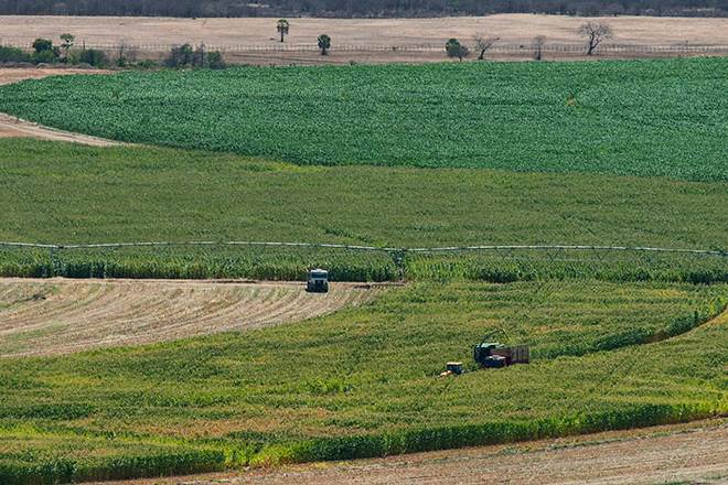 Gujarat farmer, muskmelon, potato, Banaskantha, Gujarat, Khetaji Solanki, harvesting, potato farming, india Gujarat farmer, muskmelon, potato, Banaskantha, Gujarat, Khetaji Solanki, harvesting, potato farming, india