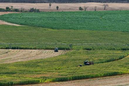 Gujarat farmer, muskmelon, potato, Banaskantha, Gujarat, Khetaji Solanki, harvesting, potato farming, india