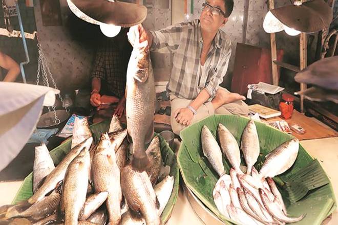 carcass meat, roten fish in kolkata, carcass meat racket, Budge Budge Municipality