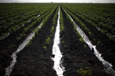 Jain Irrigation Systems, Vidarbha region, Maharashtra, project, farmers Jain Irrigation Systems, Vidarbha region, Maharashtra, project, farmers