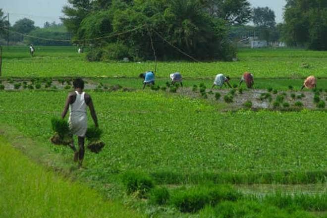 kharif crop, agriculture sector, fasal bima yojana