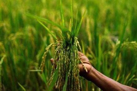 kharif, agriculture sector, pmfby