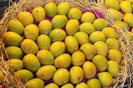 mango, maharashtra, mango season, mangoes price, mango price, nashik