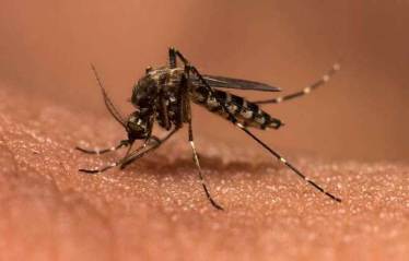 Rapid, portable malaria diagnostic tool developed (IE)