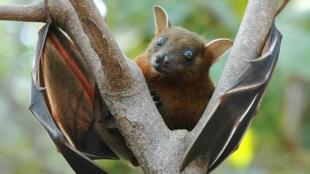 nipah virus, nipah death toll, fruit eating bats, bat sample, kerala nipah virus