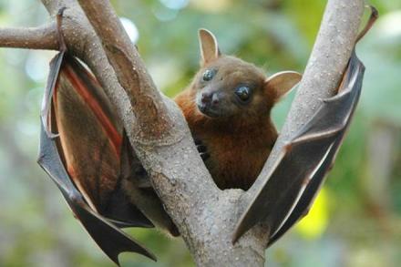 nipah virus, nipah death toll, fruit eating bats, bat sample, kerala nipah virus nipah virus, nipah death toll, fruit eating bats, bat sample, kerala nipah virus