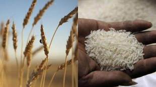 wheat, rice, economy, WTO, world trade organisation, wheat price, rice price, market