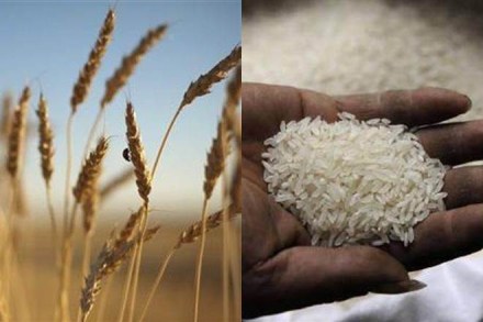 wheat, rice, economy, WTO, world trade organisation, wheat price, rice price, market