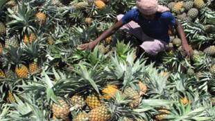 pineapple, pineapple trade, centre, export policy