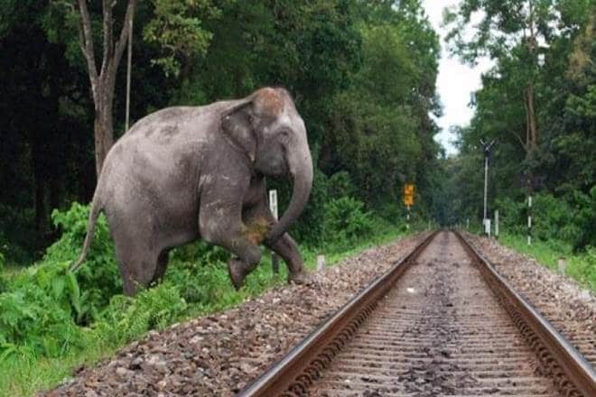indian railways, Northeast Frontier Railway, railways tracks, Ministry of Environment, news on indian railways, latest news on indian railways
