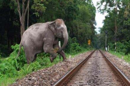 indian railways, Northeast Frontier Railway, railways tracks, Ministry of Environment, news on indian railways, latest news on indian railways