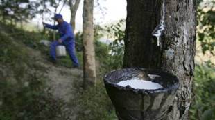 rubber, kerala rubber, kerala rubber export