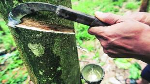 rubber, kerala rubber, kerala rubber export