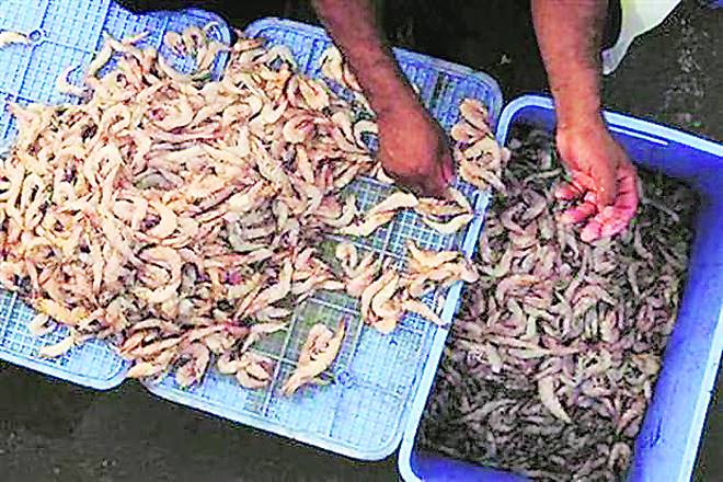 sea food, seafood, exports, fish, prawn