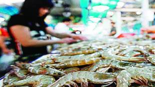 sea food, fish export